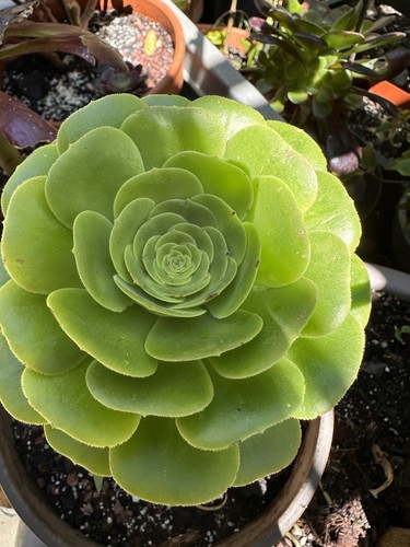 Aeonium pseudotabuliforme - aeonium,
