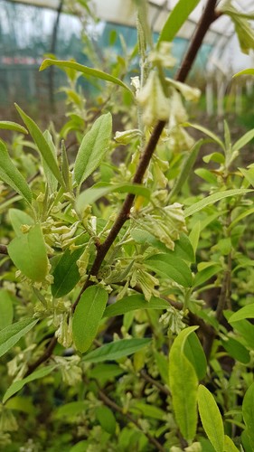 Elaeagnus multiflora goumi - multiflora, /