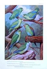 OISEAUX : Perruche moineau