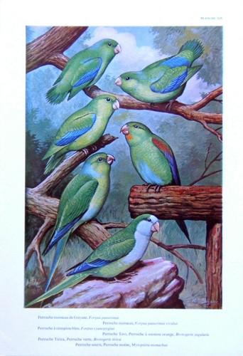 Oiseaux perruche moineau - perruche,