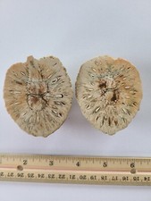 Petrified pine cone (Araucaria Mirabilis) - Patagonia, Argentina Fossil Pinecone