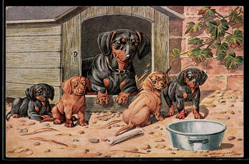 Carte postale artiste teckel - d'artiste,