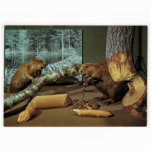 Beaver biotope - ak, beaver,