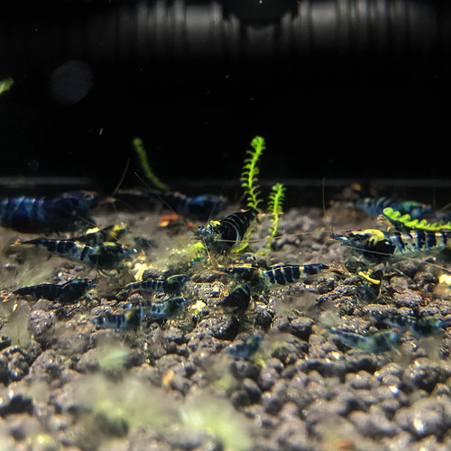 Lot crevettes - lot,