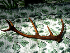 Grand bois de Cerf  pouvant