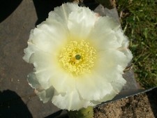 Opuntia X aurea 'White Cloud' - small cutting - frost hardy cactus