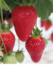 50 Graine Fraise Dream