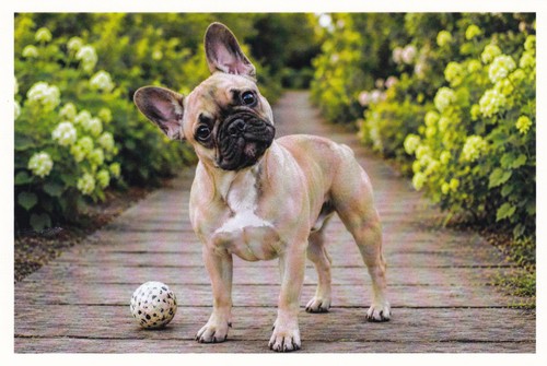 Postcard french bulldog - 🦬postcard,