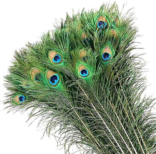 Mwoot pièces plumes de - mwoot,