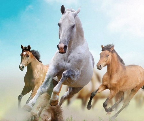 Tapis souris cheval - tapis, de