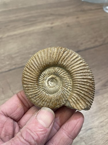 Ammonite fossile origine - ammonite,