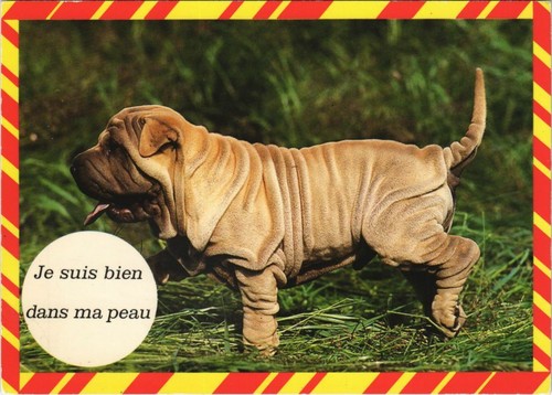 Cpa sharpei dog - cpa,