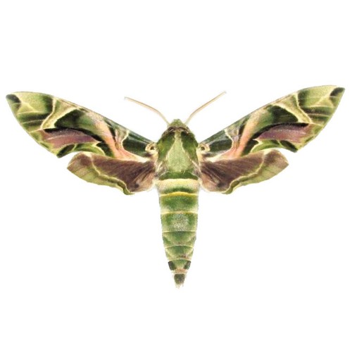 Daphnis nerii army - , green
