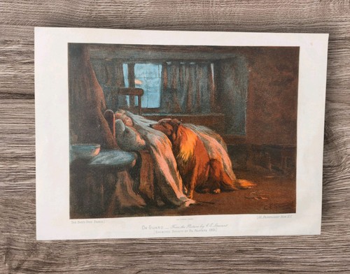 Antique 1902 long haired rough - haired,
