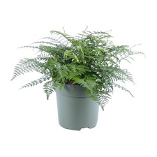 Fougère rayée Asplenium