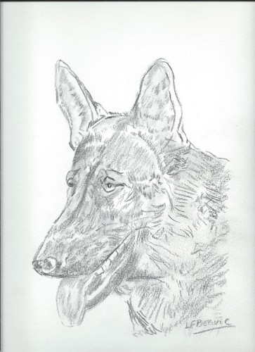 The german shepherd - the,