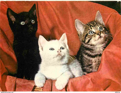 Carte postale animaux - postale,