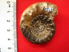 Ammonite du Bathonien 