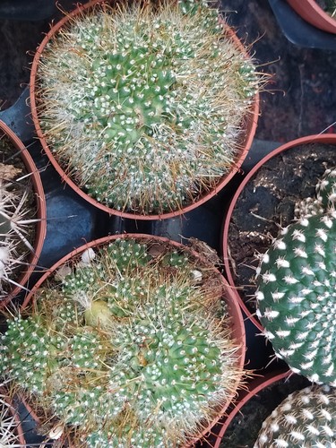 Cactus cm mammillaria - cactus, 8