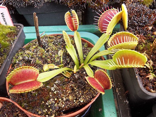 Dionée muscipula gj - ",