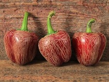 20 graines de piment Jalapeno