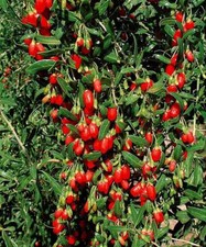 Goji Lycium Barbarum Pot 2L 80/100 cm | Baies Anti-Âge Super-Aliment Rustique