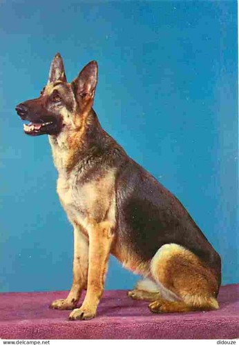 Postcard animals dogs - postcard,