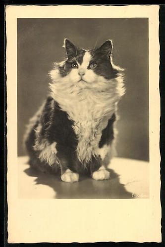 Carte postale chat poil - carte,