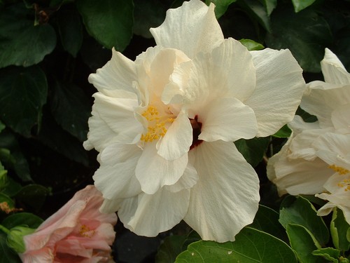 Hibiscus odense blanc - hibiscus,