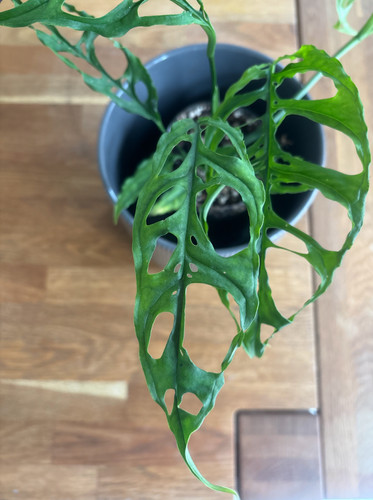 Monstera obliqua peru - peru, cm
