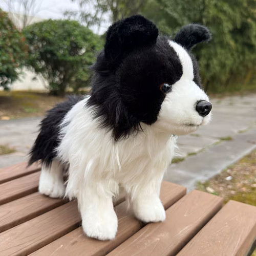Chase border collie dog - chase,