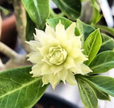 4 graines de BAOBAB CHACAL