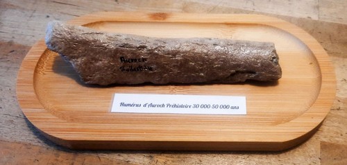 Collections fossiles humérus - collections,