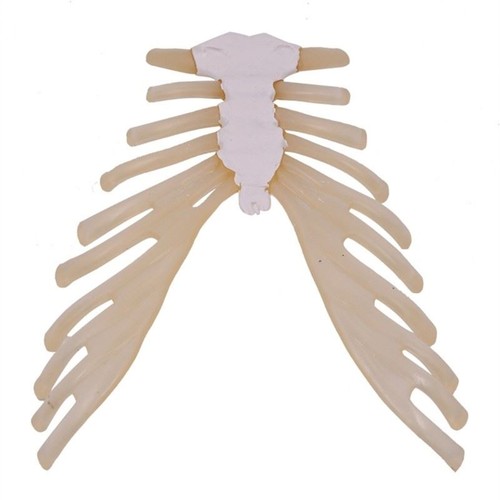 Humain squelette anatomie - humain,