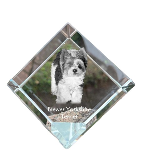 Biewer yorkshire terrier dé - yorkshire,