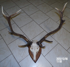 trophée de cerf massacre  10