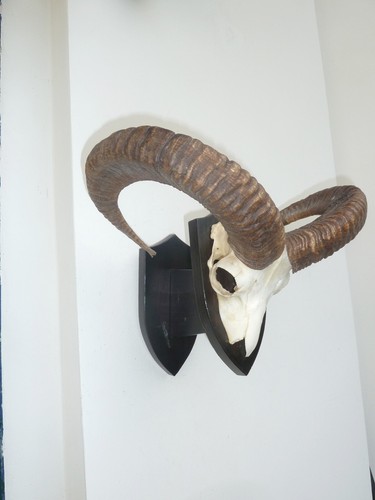 Trophy mount horns an - trophy, mount: