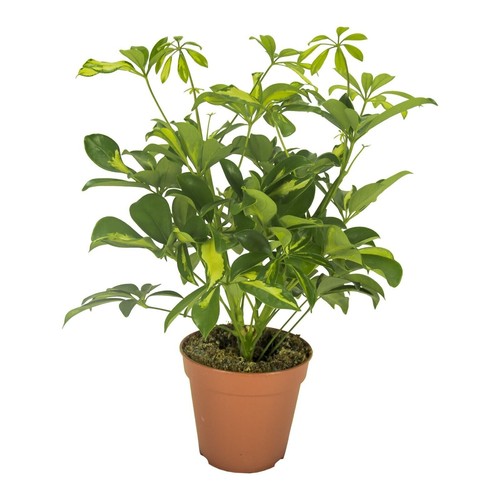 Aralie rayonnante schefflera - aralie,