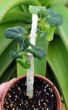 CYNANCHUM PACHYCLADON