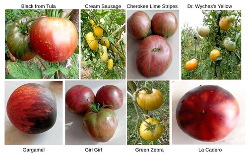 Graines tomates striées - , 8