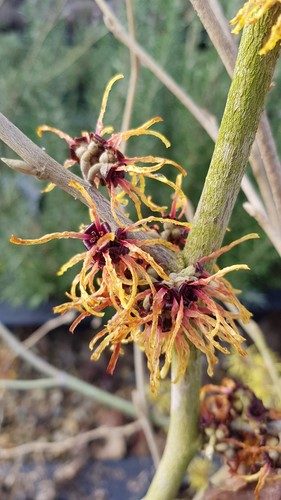 Hamamelis intermedia orange - hamamelis, x