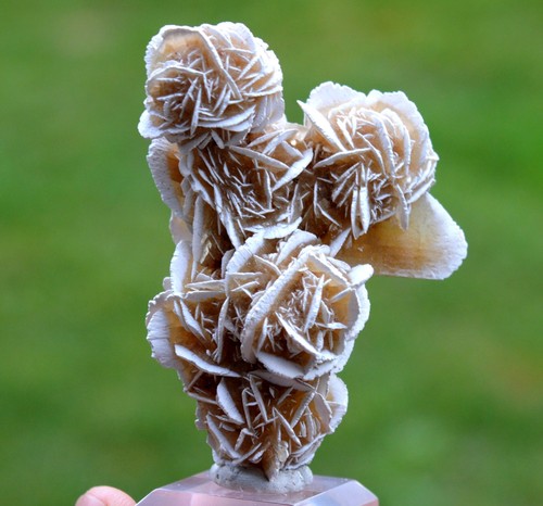 Gypse var rose des sables - gypse,