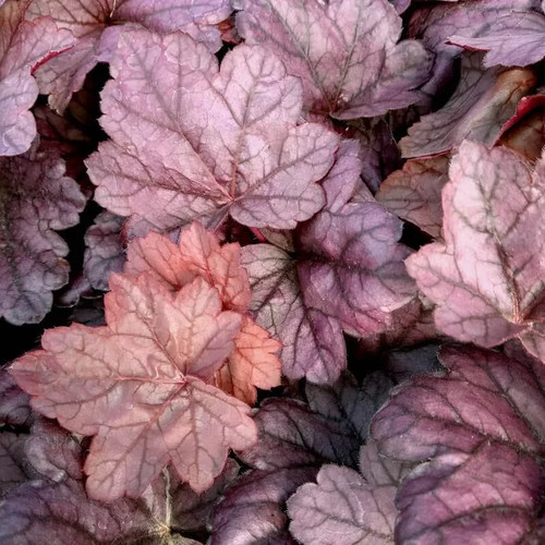 Heuchera grape soda - heuchera,