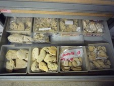 CORAUX - CORAIL - GROSSE COLLECTION DE  FOSSILE DU BARTONIEN DU BASSIN PARISIEN