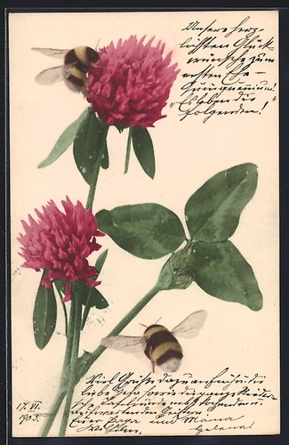 Abeilles fleurs trèfle - abeilles,