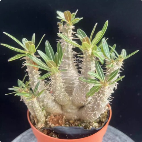 Pachypodium rosulatum subsp - rosulatum,