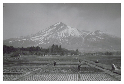 Japon rizières pied du - rizières,
