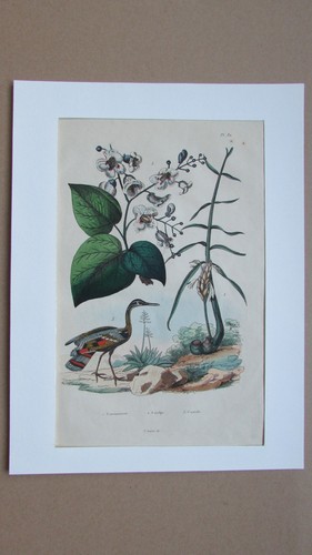 Gravure couleur xixè s - en,