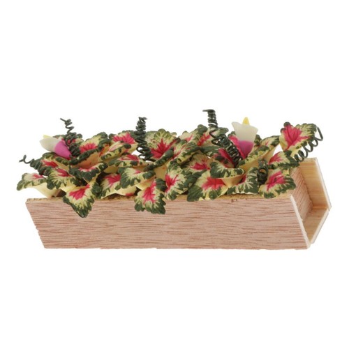 Caladium miniature argile - caladium, en