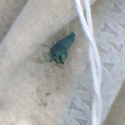 Crevettes blue bolt - blue,